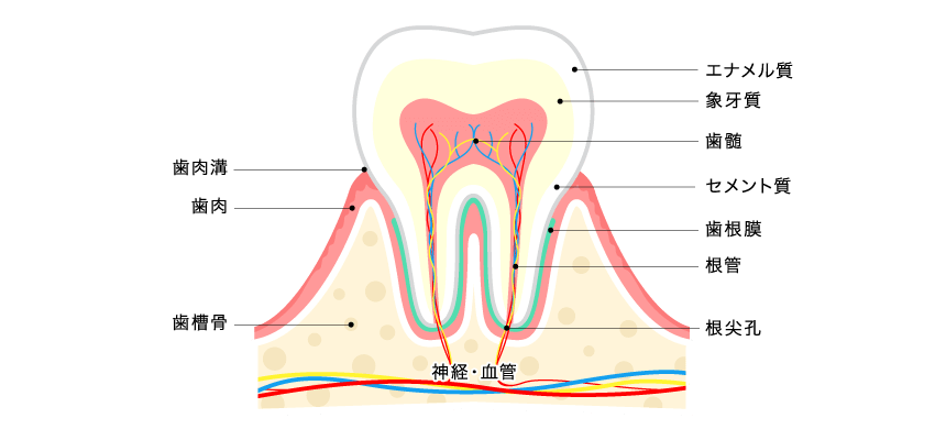 歯の構造